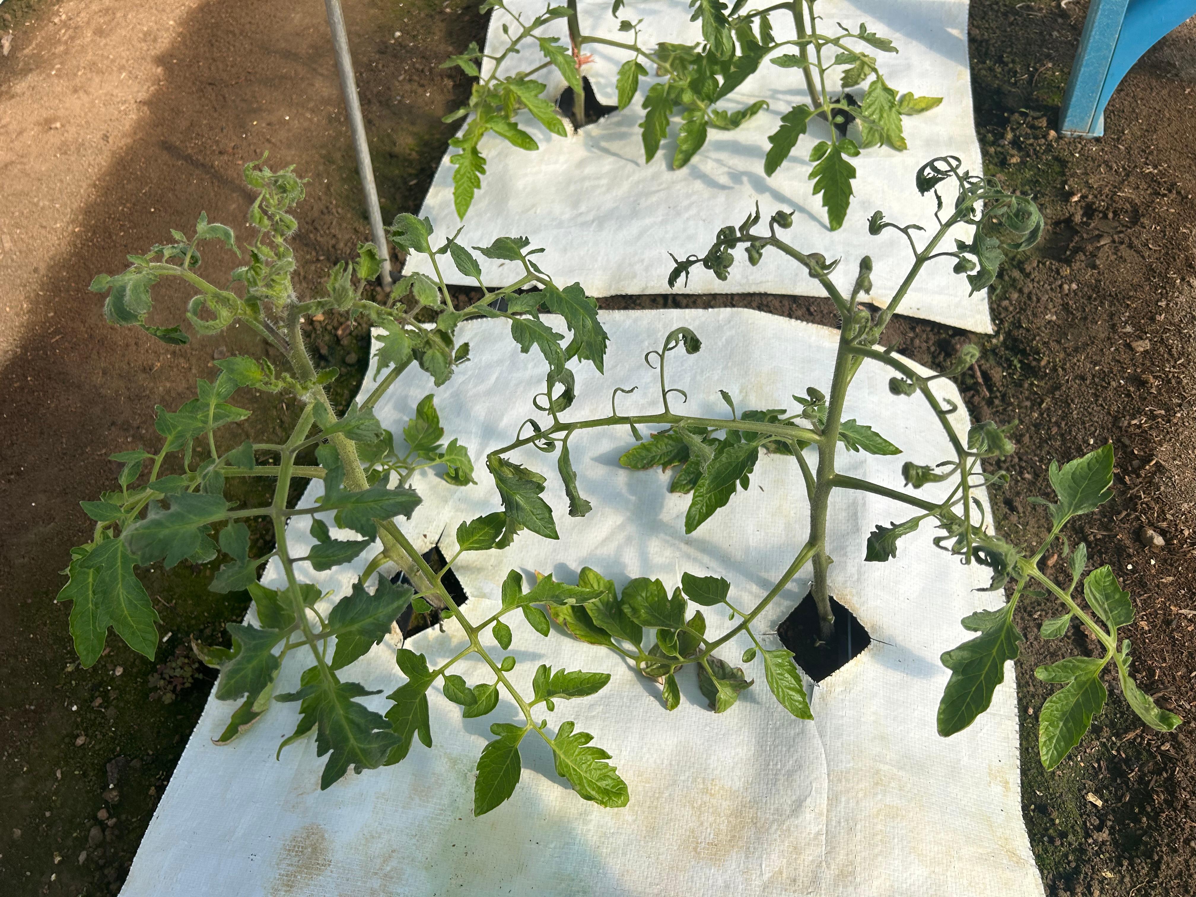 Tomatoes growing in a greenhouse with possible ethylene injury.